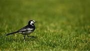 22 May 2021; A Pied Wagtail on the pitch during the Allianz Hurling League Division 1 Group A Round 3 match between Tipperary and Galway at Semple Stadium in Thurles, Tipperary. Photo by Ray McManus/Sportsfile