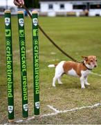25 May 2021; Yasmin the Jack Russell awaits play to start before the Cricket Ireland InterProvincial Cup 2021 match between North West Warriors and Leinster Lightning at Eglinton Cricket Club in Derry. Photo by David Fitzgerald/Sportsfile