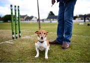 25 May 2021; Yasmin the Jack Russell awaits play to start before the Cricket Ireland InterProvincial Cup 2021 match between North West Warriors and Leinster Lightning at Eglinton Cricket Club in Derry. Photo by David Fitzgerald/Sportsfile