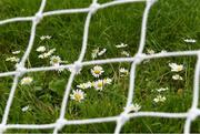 12 June 2021; Daisies growing in a goalmouth before the Lidl Ladies National Football League Division 1 semi-final match between Dublin and Mayo at LIT Gaelic Grounds in Limerick. Photo by Piaras Ó Mídheach/Sportsfile