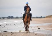 7 July 2021; Tadhg McGuinness onboard Magnetic North on the gallops at South Beach in Rush, Co. Dublin as trainer Ado McGuinness gears up for the iconic Galway Races Summer Festival that takes place from Monday 26th July to Sunday 1st August. Photo by David Fitzgerald/Sportsfile