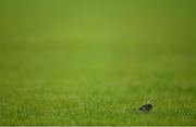 22 August 2021; A bird is seen on the pitch during the TG4 All-Ireland Ladies Football Junior Championship Semi-Final match between Antrim and Carlow at Lannleire GFC in Dunleer, Louth. Photo by Ben McShane/Sportsfile