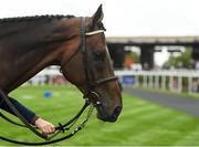 12 September 2021; Douvan during the Parade of Champions before racing on day two of the Longines Irish Champions Weekend at The Curragh Racecourse in Kildare. Photo by Seb Daly/Sportsfile