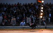 18 September 2021; Ballyhimpkin Pip crosses the line to win the Live Streaming on the Boylesports App 525 at Shelbourne Park in Dublin. Photo by Harry Murphy/Sportsfile