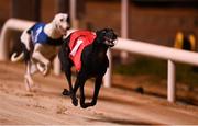 18 September 2021; Susie Sapphire on the way to winning the 2021 Boylesports Irish Greyhound Derby Final at Shelbourne Park in Dublin. Photo by Harry Murphy/Sportsfile