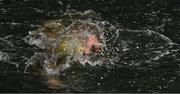23 October 2021; Mick Moran, Phoenix, competing in the 101st Jones Engineering Dublin City Liffey Swim which travelled up-river for the first time in the swim’s history. Photo by Ray McManus/Sportsfile