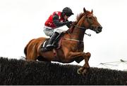 13 November 2021; Cape Gentleman, with Brian Hayes up, jumps the last on their way to finishing second in the BetVictor Casino Novice Steeplechase during day one of the Punchestown Winter Festival at Punchestown Racecourse in Kildare. Photo by Seb Daly/Sportsfile