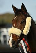 25 November 2021; Mephisto before BetVictor Steeplechase at Thurles Racecourse in Tipperary. Photo by Seb Daly/Sportsfile