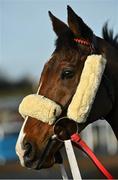 25 November 2021; Mephisto before BetVictor Steeplechase at Thurles Racecourse in Tipperary. Photo by Seb Daly/Sportsfile