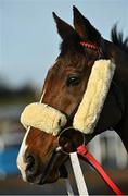 25 November 2021; Mephisto before BetVictor Steeplechase at Thurles Racecourse in Tipperary. Photo by Seb Daly/Sportsfile