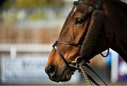 25 November 2021; Dark Spark before the BetVictor Beginners Steeplechase at Thurles Racecourse in Tipperary. Photo by Seb Daly/Sportsfile