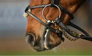 25 November 2021; A detailed view of a mouth bit and bridle at Thurles Racecourse in Tipperary. Photo by Seb Daly/Sportsfile