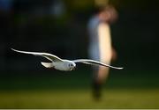 4 December 2021; A seagull flies past the field during the Energia Men’s All-Ireland League Division 1A match between Clontarf and Dublin University at Castle Avenue in Dublin. Photo by David Fitzgerald/Sportsfile