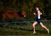 5 December 2021; A cow watches the Boys U19 event during the Irish Life Health National Novice, Junior, and Juvenile Uneven Age Cross Country Championships at Gowran Park in Kilkenny. Photo by Sam Barnes/Sportsfile