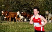 5 December 2021; A herd of cows is seen during the Girls U19 event during the Irish Life Health National Novice, Junior, and Juvenile Uneven Age Cross Country Championships at Gowran Park in Kilkenny. Photo by Sam Barnes/Sportsfile