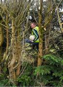 15 January 2022; Crettyard GAA steward Pat Reilly climbs into the trees to recover a ball ahead of the O'Byrne Cup Group B match between Laois and Wicklow at Crettyard GAA Club in Laois. Photo by Daire Brennan/Sportsfile