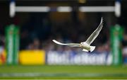 22 January 2022; A seagull steals a piece of bread during the Heineken Champions Cup Pool A match between Bath and Leinster at The Recreation Ground in Bath, England. Photo by Harry Murphy/Sportsfile