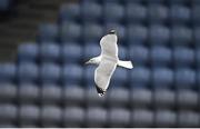 29 January 2022; A seagull flies around Croke Park before the Walsh Cup Final match between Dublin and Wexford at Croke Park in Dublin. Photo by Stephen McCarthy/Sportsfile