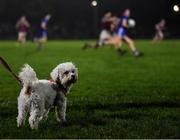 1 February 2022; A dog in attendance at the Electric Ireland HE GAA Sigerson Cup Round 2 match between NUI Galway and Letterkenny IT at the Dangan Sports Campus in Galway. Photo by Piaras Ó Mídheach/Sportsfile