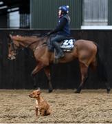 28 February 2022; A yard dog, with Teahupoo, with Candice Reusch up, during a visit to Gordon Elliott's yard in Longwood, Co. Meath. Photo by Ramsey Cardy/Sportsfile