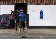 28 February 2022; Tiger Roll and Jack Madden during a visit to Gordon Elliott's yard in Longwood, Co. Meath. Photo by Ramsey Cardy/Sportsfile
