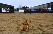 28 February 2022; A yard dog watches the string of horses at Gordon Elliott's yard in Longwood, Co. Meath. Photo by Ramsey Cardy/Sportsfile