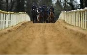 28 February 2022; Horses from Gordon Elliotts string on the gallops during a visit to Gordon Elliott's yard in Longwood, Co. Meath. Photo by Ramsey Cardy/Sportsfile