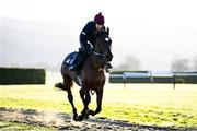 14 March 2022; Tiger Roll and Lisa O'Neill on the gallops ahead of the Cheltenham Racing Festival at Prestbury Park in Cheltenham, England. Photo by David Fitzgerald/Sportsfile