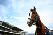 15 March 2022; Lunar Power, trained by Noel Meade, on the course prior to racing on day one of the Cheltenham Racing Festival at Prestbury Park in Cheltenham, England. Photo by David Fitzgerald/Sportsfile