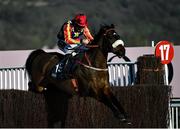 18 March 2022; Winged Leader, with Mr Barry O'Neill up, jumps the last on their way to finishing second in the St James's Place Festival Challenge Cup Open Hunters' Chase during day four of the Cheltenham Racing Festival at Prestbury Park in Cheltenham, England. Photo by David Fitzgerald/Sportsfile
