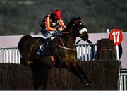 18 March 2022; Winged Leader, with Mr Barry O'Neill up, jumps the last on their way to finishing second in the St James's Place Festival Challenge Cup Open Hunters' Chase during day four of the Cheltenham Racing Festival at Prestbury Park in Cheltenham, England. Photo by David Fitzgerald/Sportsfile