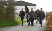 21 March 2022; Jockey Rachael Blackmore and trainer Henry de Bromhead walk with A Plus Tard and groom Johnny Ferguson during the homecoming of Cheltenham Gold Cup winner A Plus Tard at Henry de Bromhead’s Training Yard in Knockeen, Waterford. Photo by Harry Murphy/Sportsfile