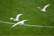 3 April 2022; Seagulls fly over the pitch after the Allianz Football League Division 1 Final match between Kerry and Mayo at Croke Park in Dublin. Photo by Piaras Ó Mídheach/Sportsfile