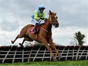 26 April 2022; Hidden Land, with Bryan Cooper up, jumps the last in the Howden Insurance Brokers Mares Novice Hurdle during the Punchestown Festival Champion Chase Day in Punchestown Racecourse, Kildare. Photo by David Fitzgerald/Sportsfile
