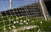 4 May 2022; A view of daisies in the goal netting before the oneills.com Munster GAA Hurling U20 Championship Final match between Limerick and Tipperary at TUS Gaelic Grounds in Limerick. Photo by Seb Daly/Sportsfile