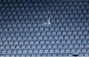 11 June 2022; A seagull flies over the pitch during the GAA Football All-Ireland Senior Championship Round 2 match between Mayo and Kildare at Croke Park in Dublin. Photo by Piaras Ó Mídheach/Sportsfile