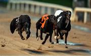 24 September 2022; Greyhounds, from left, Decs Guinness, Liosgarbh Lila and Droopys Edison during race one of the 2022 BoyleSports Irish Greyhound Derby Final meeting at Shelbourne Park in Dublin. Photo by Seb Daly/Sportsfile