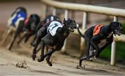24 September 2022; Storys Peewee, left, on the way to winning race five of the 2022 BoyleSports Irish Greyhound Derby Final meeting at Shelbourne Park in Dublin. Photo by Seb Daly/Sportsfile