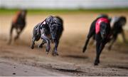 24 September 2022; Crafty Bonanza on the way to winning race six of the 2022 BoyleSports Irish Greyhound Derby Final meeting at Shelbourne Park in Dublin. Photo by Seb Daly/Sportsfile