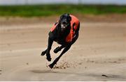 24 September 2022; Born Warrior on the way to winning the 2022 Boylesports Irish Greyhound Derby Final at Shelbourne Park in Dublin. Photo by Seb Daly/Sportsfile