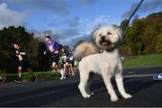 30 October 2022; Alfie the dog, looks on during the 2022 Irish Life Dublin Marathon. 25,000 runners took to the Fitzwilliam Square start line to participate in the 41st running of the Dublin Marathon after a two-year absence. Photo by David Fitzgerald/Sportsfile