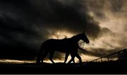 28 December 2022; Canal End, trained by Peter Fahey, before the Savills Maiden Hurdle on day three of the Leopardstown Christmas Festival at Leopardstown Racecourse in Dublin. Photo by Seb Daly/Sportsfile