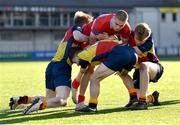 24 January 2023; Rian Tracey of CUS is tackled by Cillian Cleary, left, Joshua Hansen, centre, and Finn McDonald of St Fintans High School during the Bank of Ireland Vinnie Murray Cup Semi-Final match between St Fintans High School and CUS at Energia Park in Dublin. Photo by Tyler Miller/Sportsfile