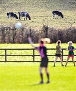 28 January 2023; Cows go about their business in a nearby field as referee Siobhán Coyle throws in the ball to start  the 2023 Lidl Ladies National Football League Division 1 Round 2 match between Mayo and Kerry at the NUI Galway Connacht GAA Centre of Excellence in Bekan, Mayo. Photo by Piaras Ó Mídheach/Sportsfile