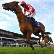 5 February 2023; Pied Piper, with Davy Russell up, during the Chanelle Pharma Irish Champion Hurdle on day two of the Dublin Racing Festival at Leopardstown Racecourse in Dublin. Photo by Seb Daly/Sportsfile