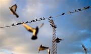 24 February 2023; Pigeons take flight against the backdrop of Dalymount Park floodlights before the SSE Airtricity Men's Premier Division match between Bohemians and Dundalk at Dalymount Park in Dublin. Photo by Stephen McCarthy/Sportsfile