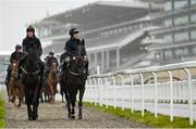 13 March 2023; Jockeys Keith Donoghue, on Delta Work, left, and Robbie Dunne, on Hardline, lead a string of horses from trainer Gordon Elliott to the gallops ahead of the Cheltenham Racing Festival at Prestbury Park in Cheltenham, England. Photo by Seb Daly/Sportsfile