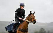 13 March 2023; Honeysuckle, with Colman Comerford up, on the gallops ahead of the Cheltenham Racing Festival at Prestbury Park in Cheltenham, England. Photo by Seb Daly/Sportsfile