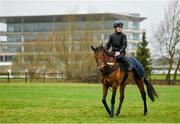 13 March 2023; Honeysuckle and Colman Comerford on the gallops ahead of the Cheltenham Racing Festival at Prestbury Park in Cheltenham, England. Photo by Seb Daly/Sportsfile
