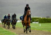 13 March 2023; Amirite on the gallops ahead of the Cheltenham Racing Festival at Prestbury Park in Cheltenham, England. Photo by Seb Daly/Sportsfile
